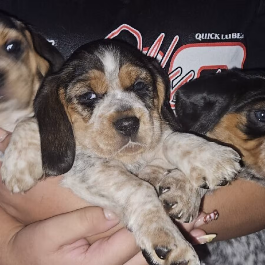 Beagle pup
