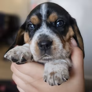 Beagle pup