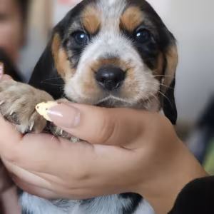 Beagle pup