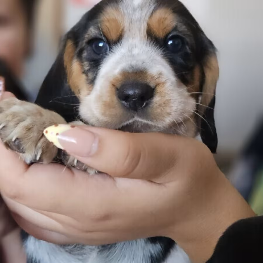 Beagle pup