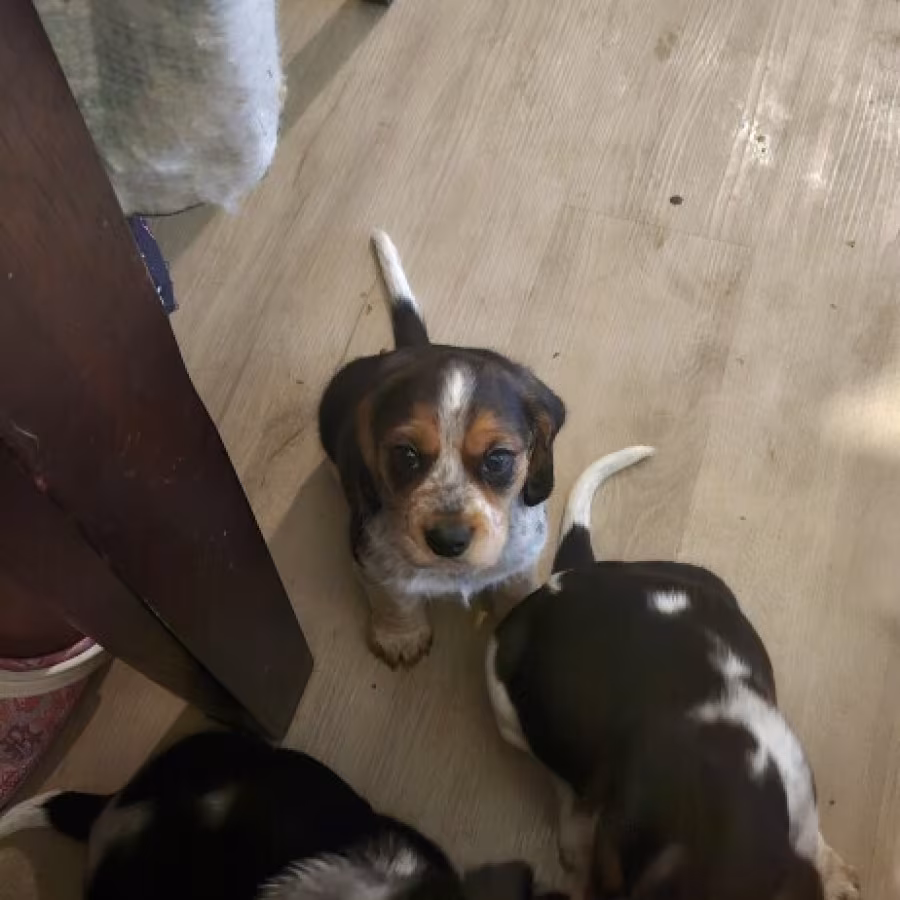 Beagle pup