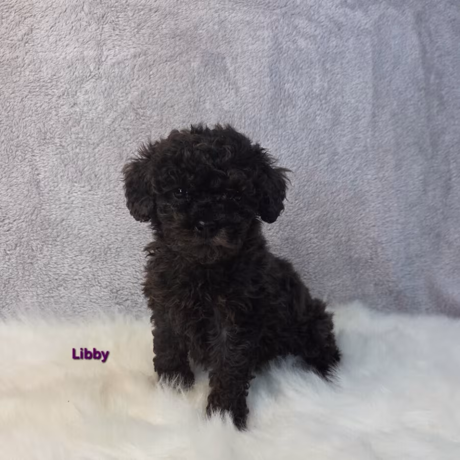 Akc merle & black mini poodle puppies