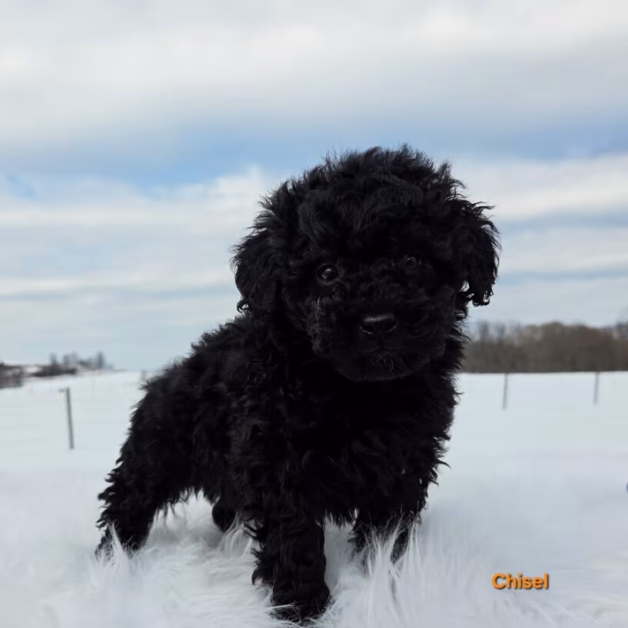 Akc merle & black mini poodle puppies