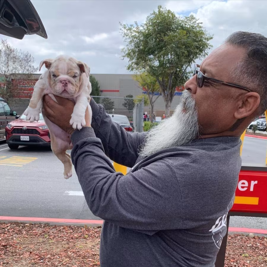 English Bulldog puppies available