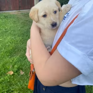 Labrador puppies