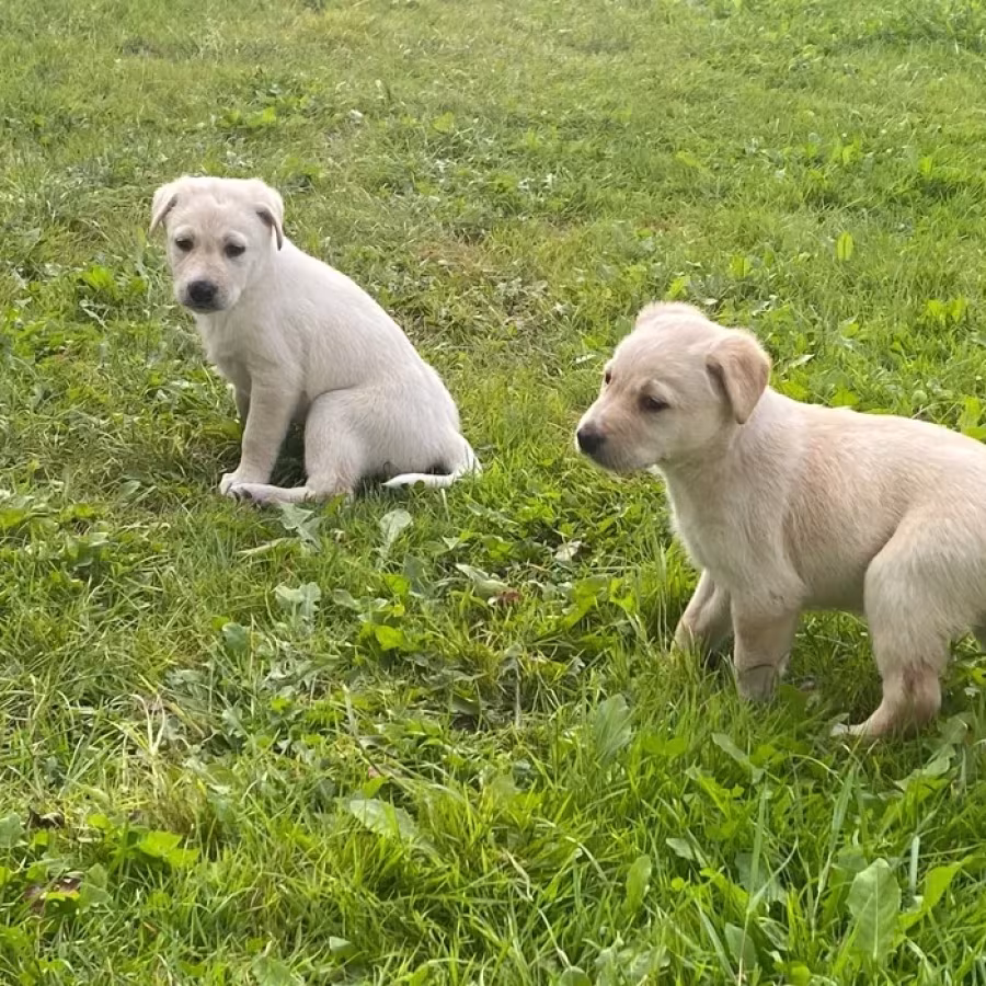 Labrador puppies
