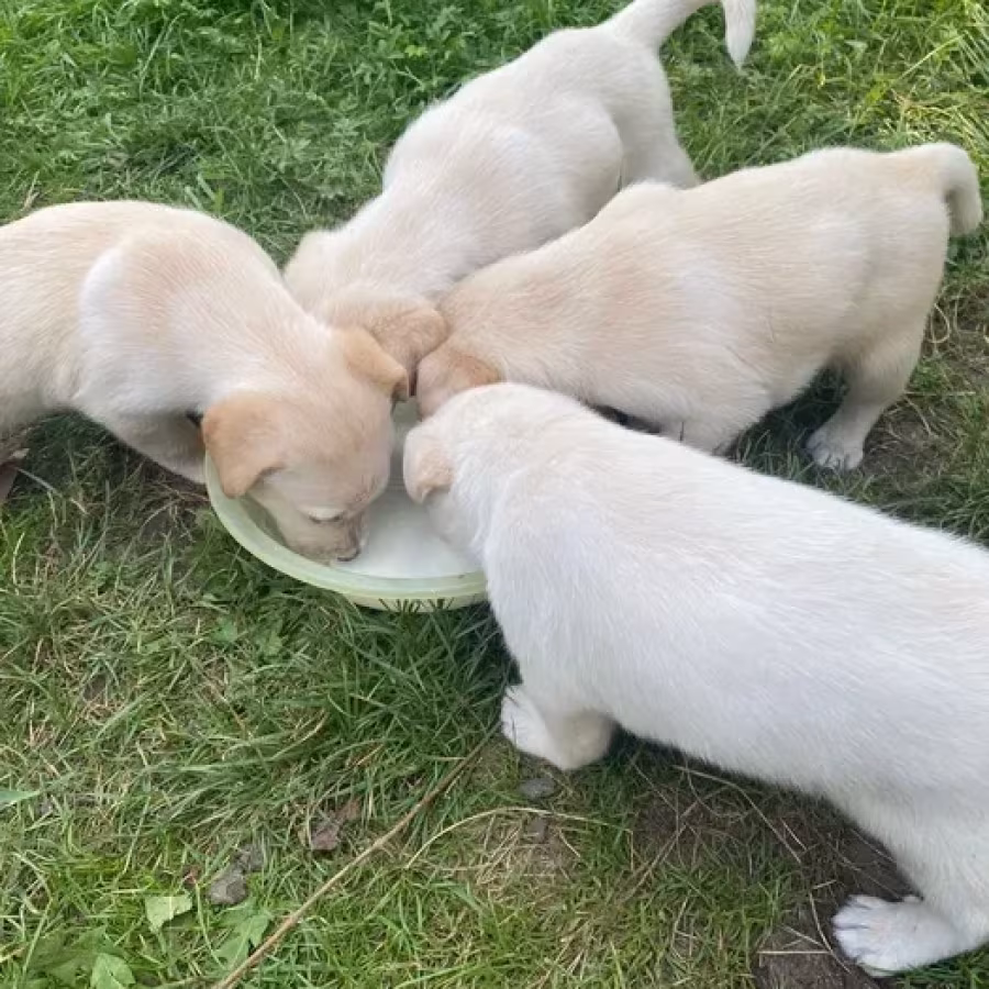Labrador puppies