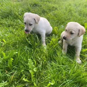 Labrador puppies