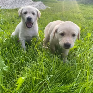 Labrador puppies
