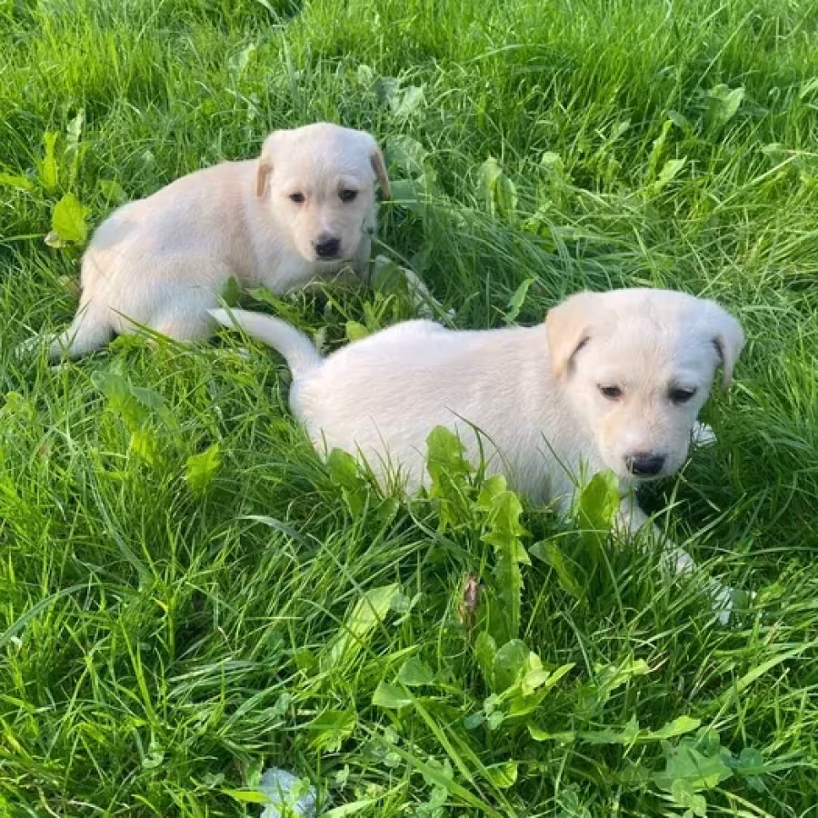 Labrador puppies