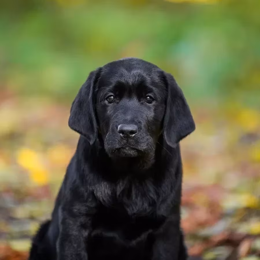 Labrador receiver girl, 18 weeks old, San Francisco (California)