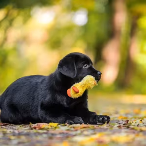 Labrador receiver girl, 18 weeks old, San Francisco (California)
