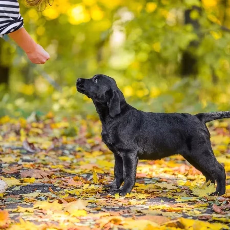 Labrador receiver girl, 18 weeks old, San Francisco (California)