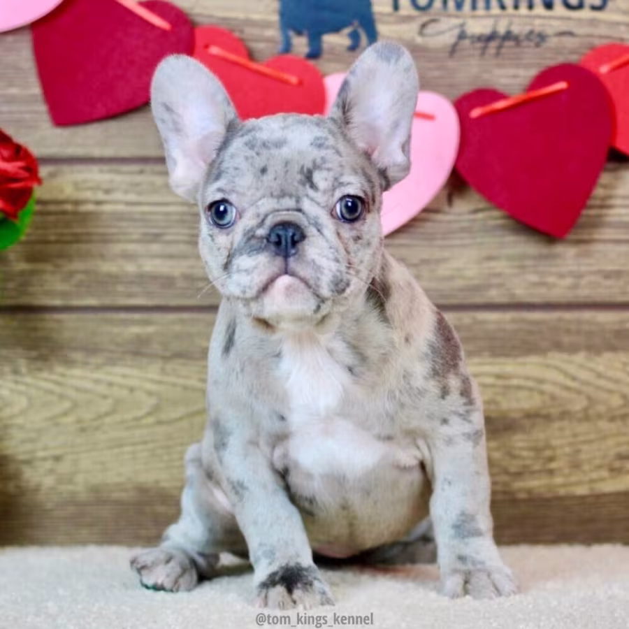 FRENCH BULLDOG PUPPIES AVAILABLE FOR A NEW HOME