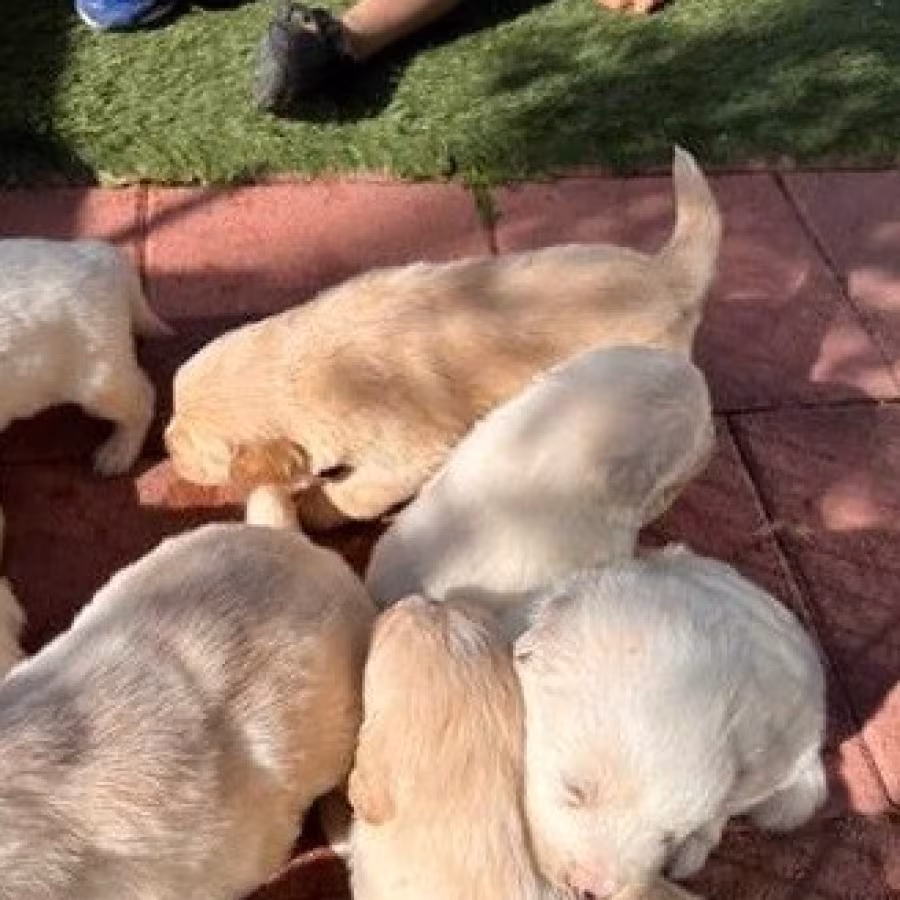 Golden retriever puppies for sale