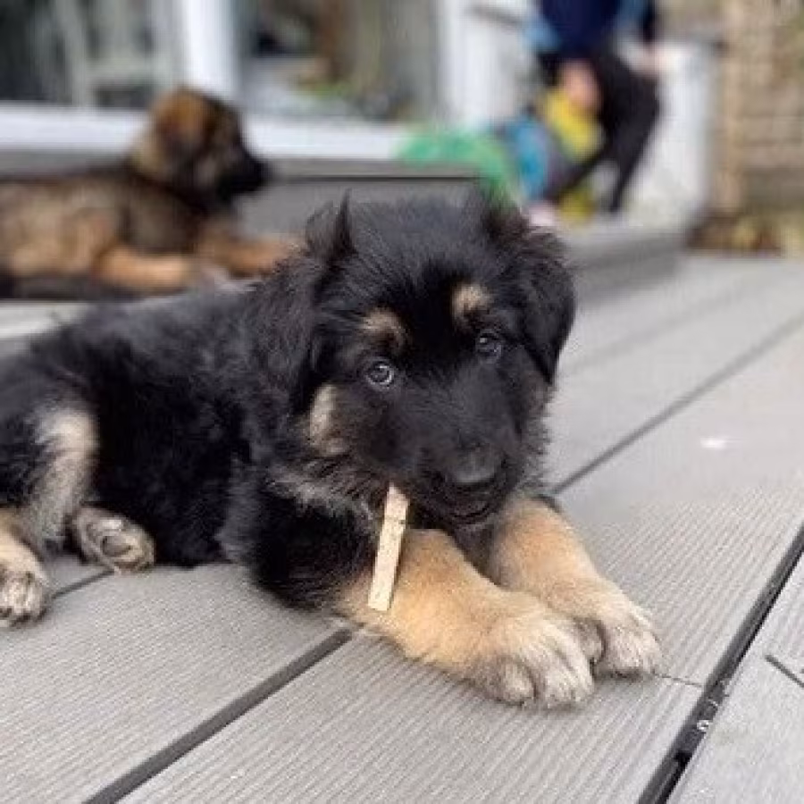 German Shepherd puppies for sale