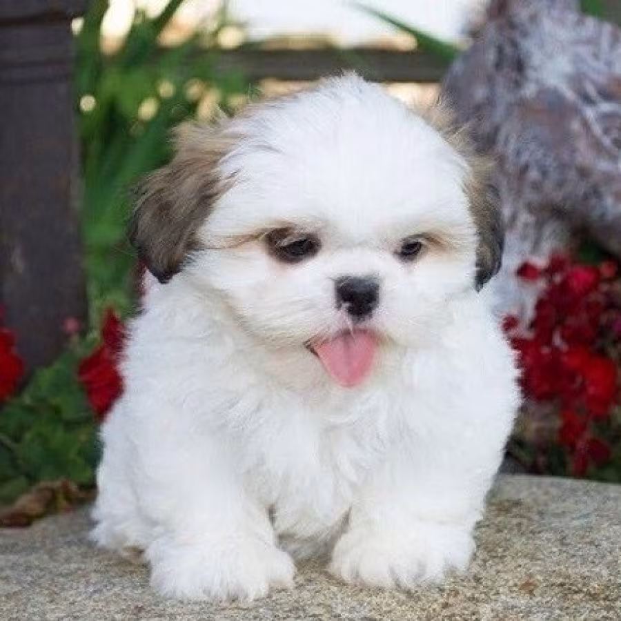 Shih Tzu puppies for sale