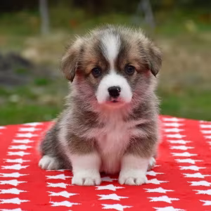 Welsh Corgi puppies looking for a home, 2 months old, Texas