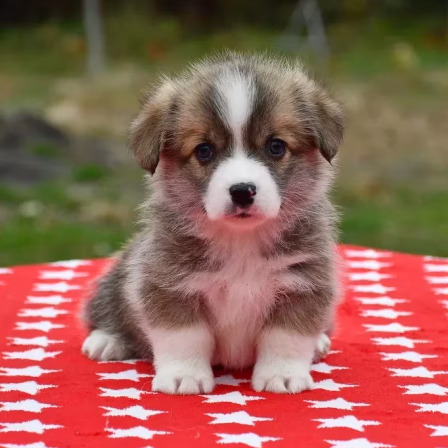 Welsh Corgi puppies looking for a home, 2 months old, Texas