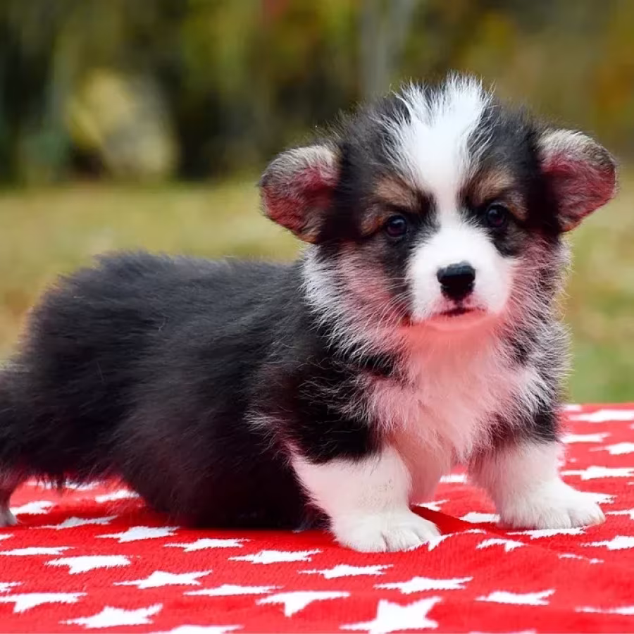 Welsh Corgi puppies looking for a home, 2 months old, Texas