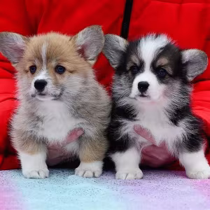 Welsh Corgi puppies looking for a home, 2 months old, Texas