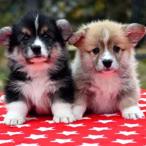 Welsh Corgi puppies looking for a home, 2 months old, Texas