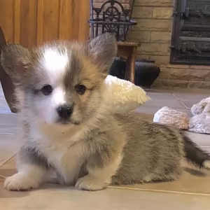 Welsh Corgi puppies looking for a home, 2 months old, Texas