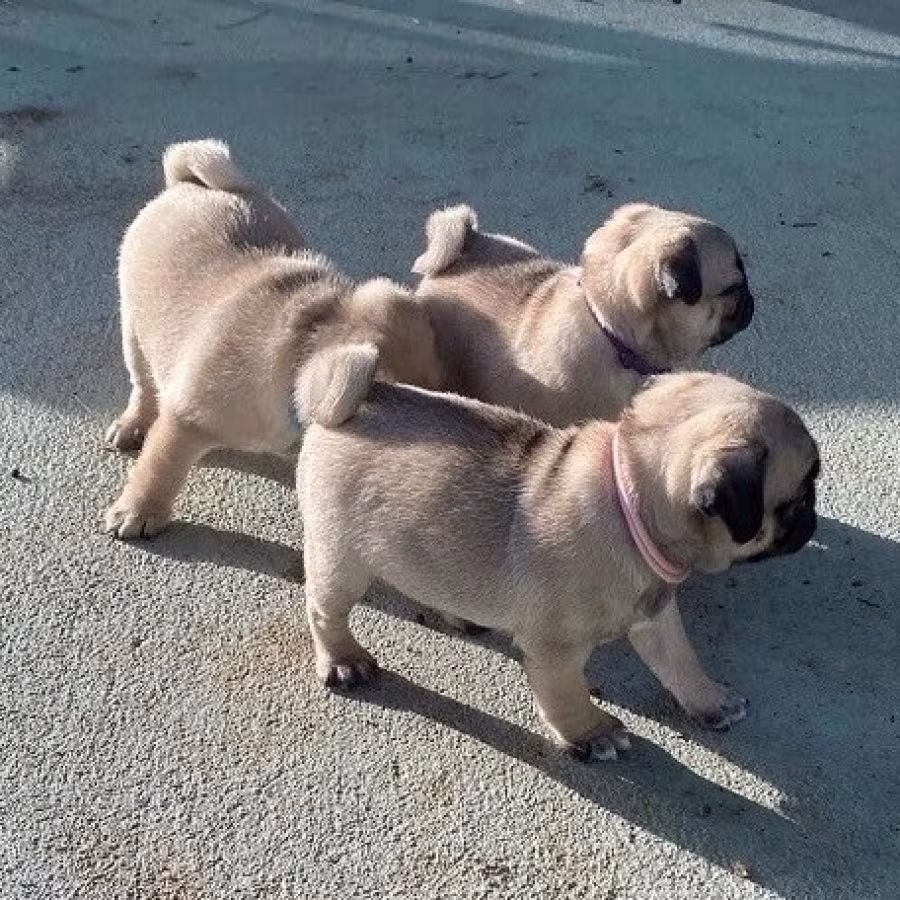 Pug puppies for sale