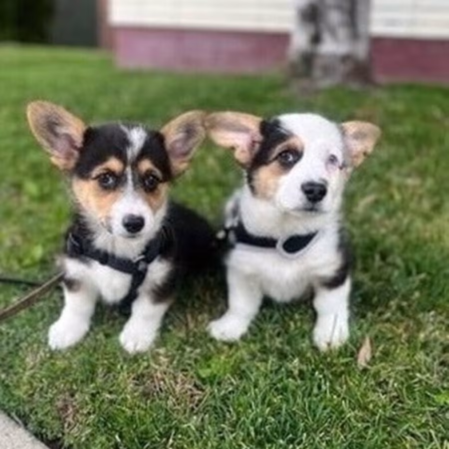 Pembroke Welsh corgi puppies for sale