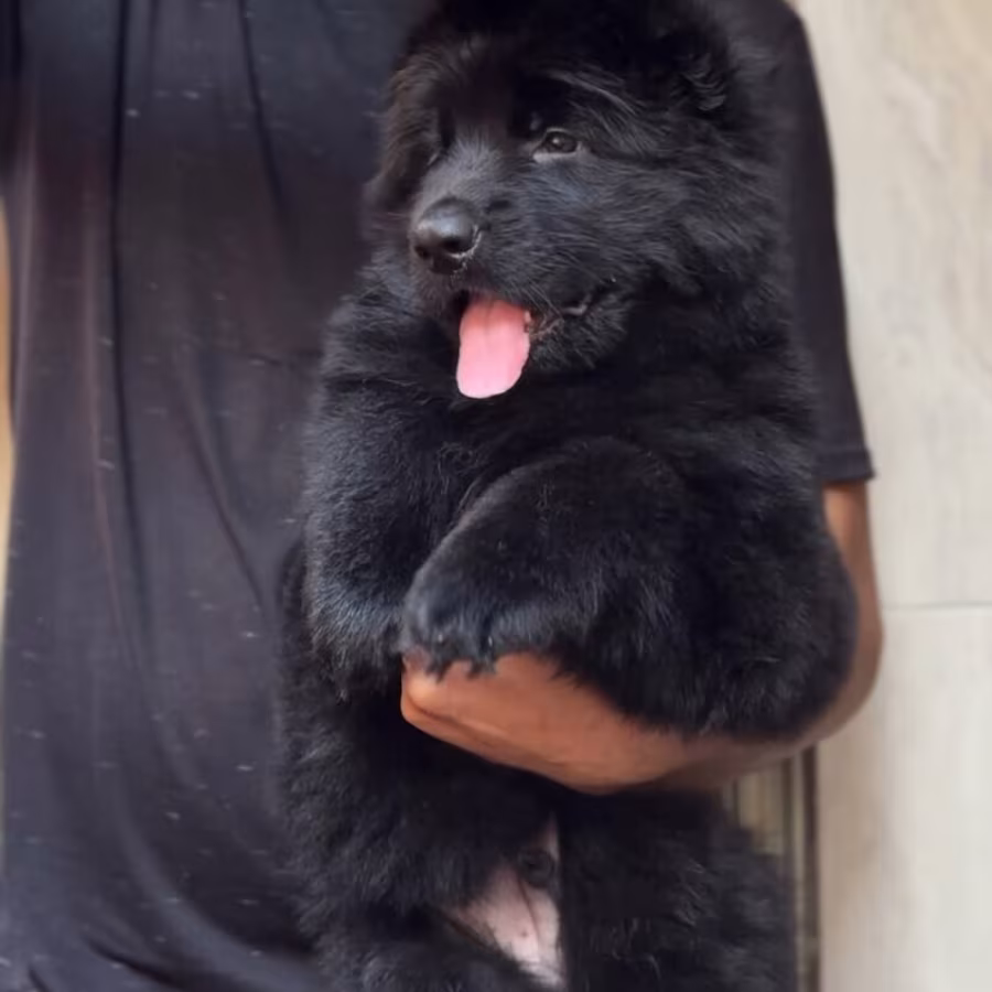 German shepherd puppy for adoption.