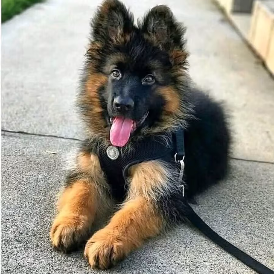 German shepherd puppy for adoption.