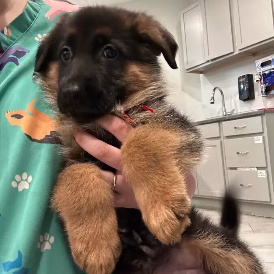 German shepherd puppy for adoption.