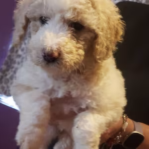 Amazing,beautiful & brilliant AKC Standard Poodle Puppies