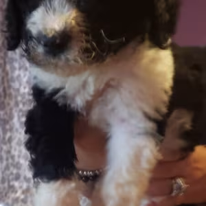 Amazing,beautiful & brilliant AKC Standard Poodle Puppies