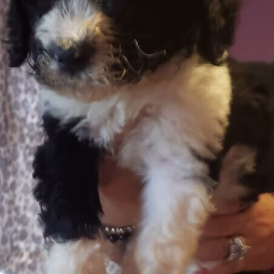 Amazing,beautiful & brilliant AKC Standard Poodle Puppies