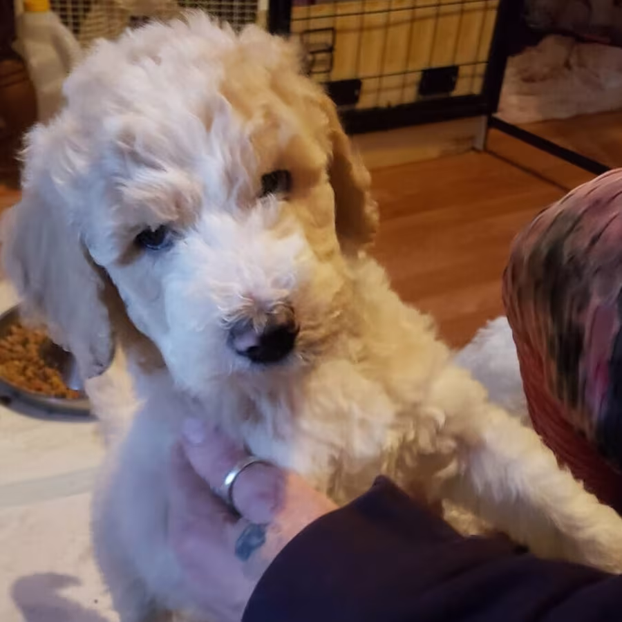 Amazing,beautiful & brilliant AKC Standard Poodle Puppies