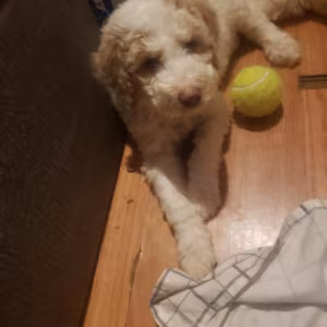 Amazing,beautiful & brilliant AKC Standard Poodle Puppies