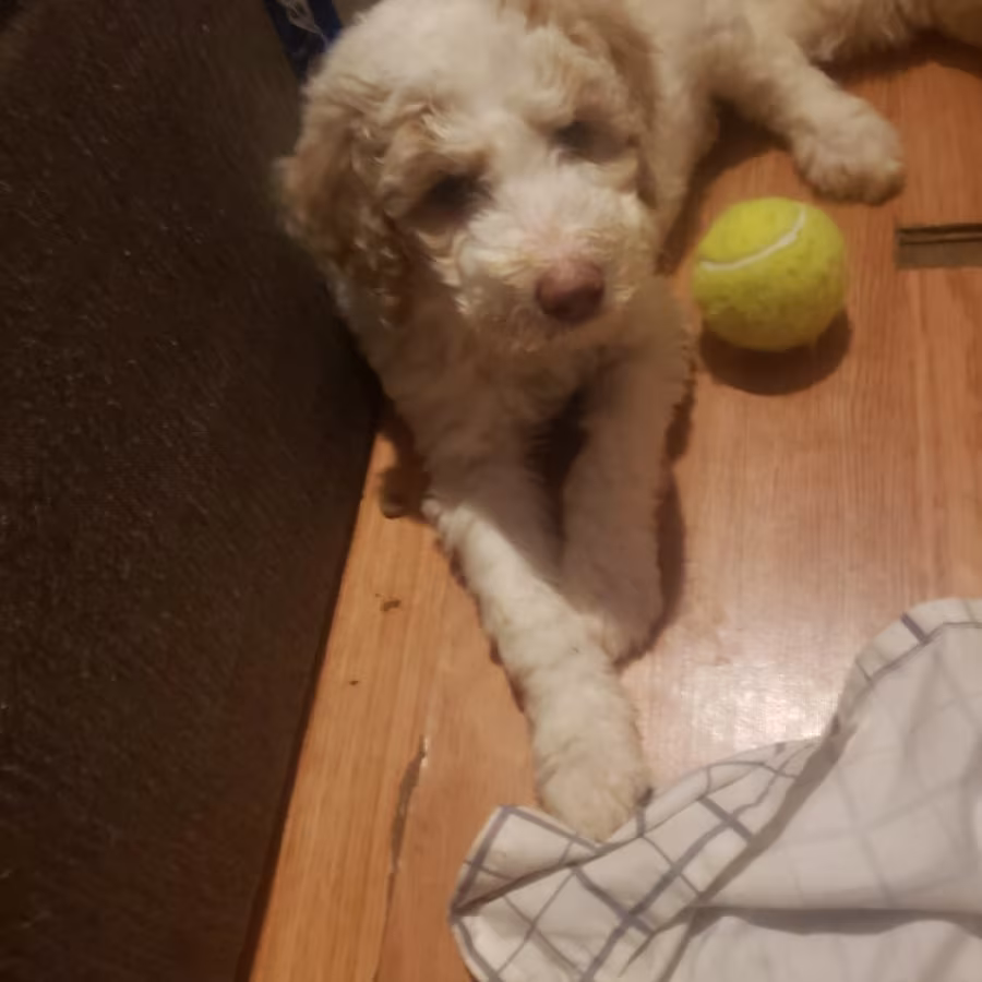 Amazing,beautiful & brilliant AKC Standard Poodle Puppies