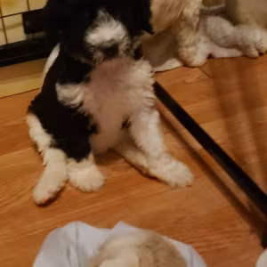 Amazing,beautiful & brilliant AKC Standard Poodle Puppies