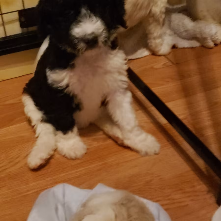Amazing,beautiful & brilliant AKC Standard Poodle Puppies