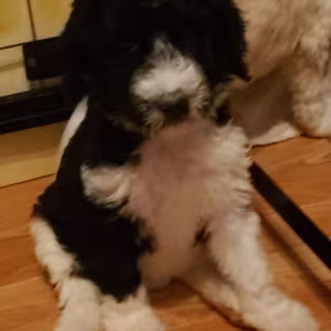 Amazing,beautiful & brilliant AKC Standard Poodle Puppies