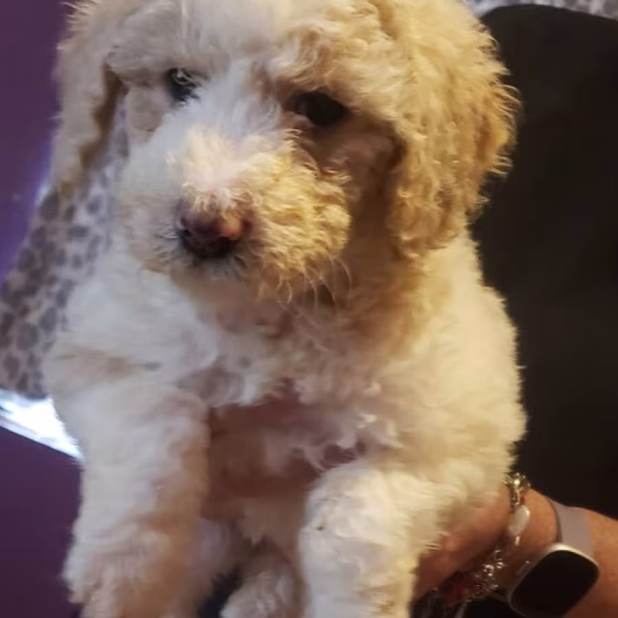 Amazing,beautiful & brilliant AKC Standard Poodle Puppies