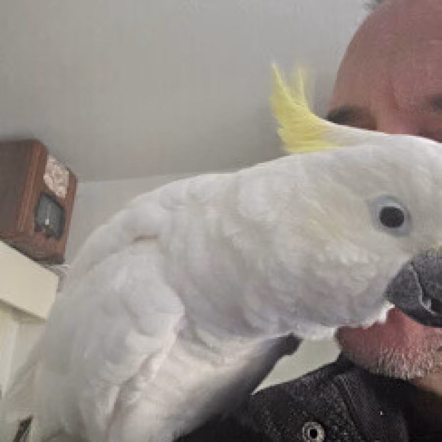 Cockatoo boy two years. talk kissing ,and very friendly