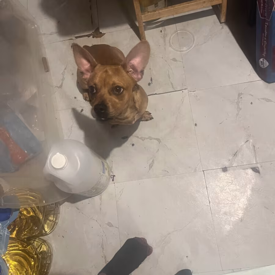 Dachshund and bull dog mix