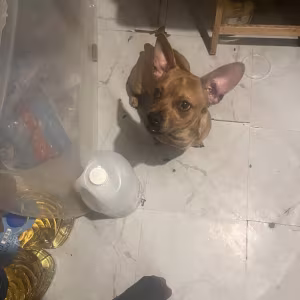 Dachshund and bull dog mix