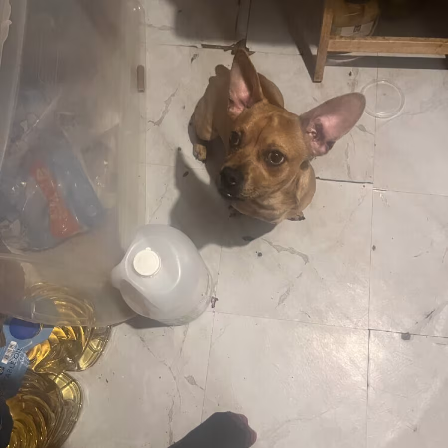 Dachshund and bull dog mix