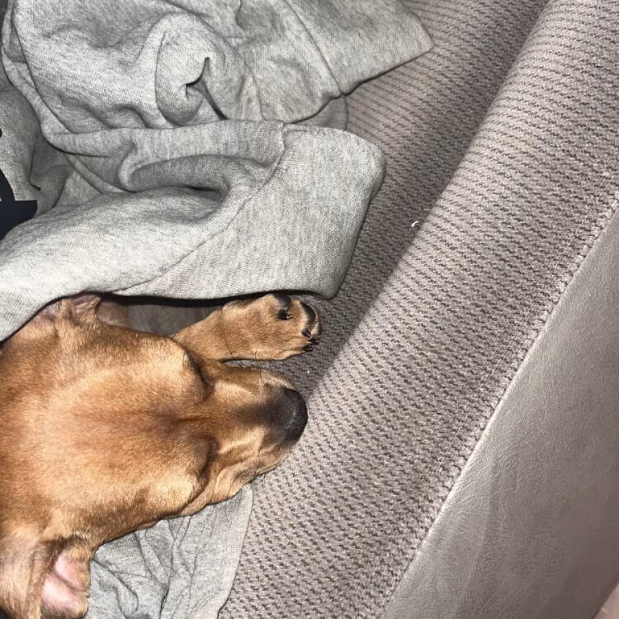 Dachshund and bull dog mix