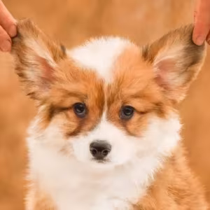 We offer adorable corgi puppies in Minneapolis