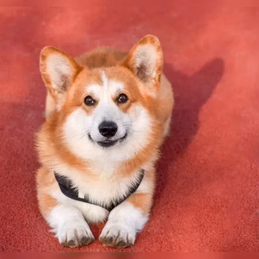 We offer adorable corgi puppies in Minneapolis