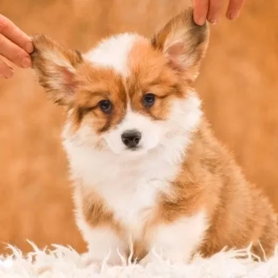 We offer adorable corgi puppies in Minneapolis